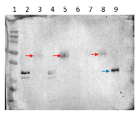 LFY | Leafy in the group Antibodies Plant/Algal  / Developmental Biology / Flowering at Agrisera AB (Antibodies for research) (AS16 3990)